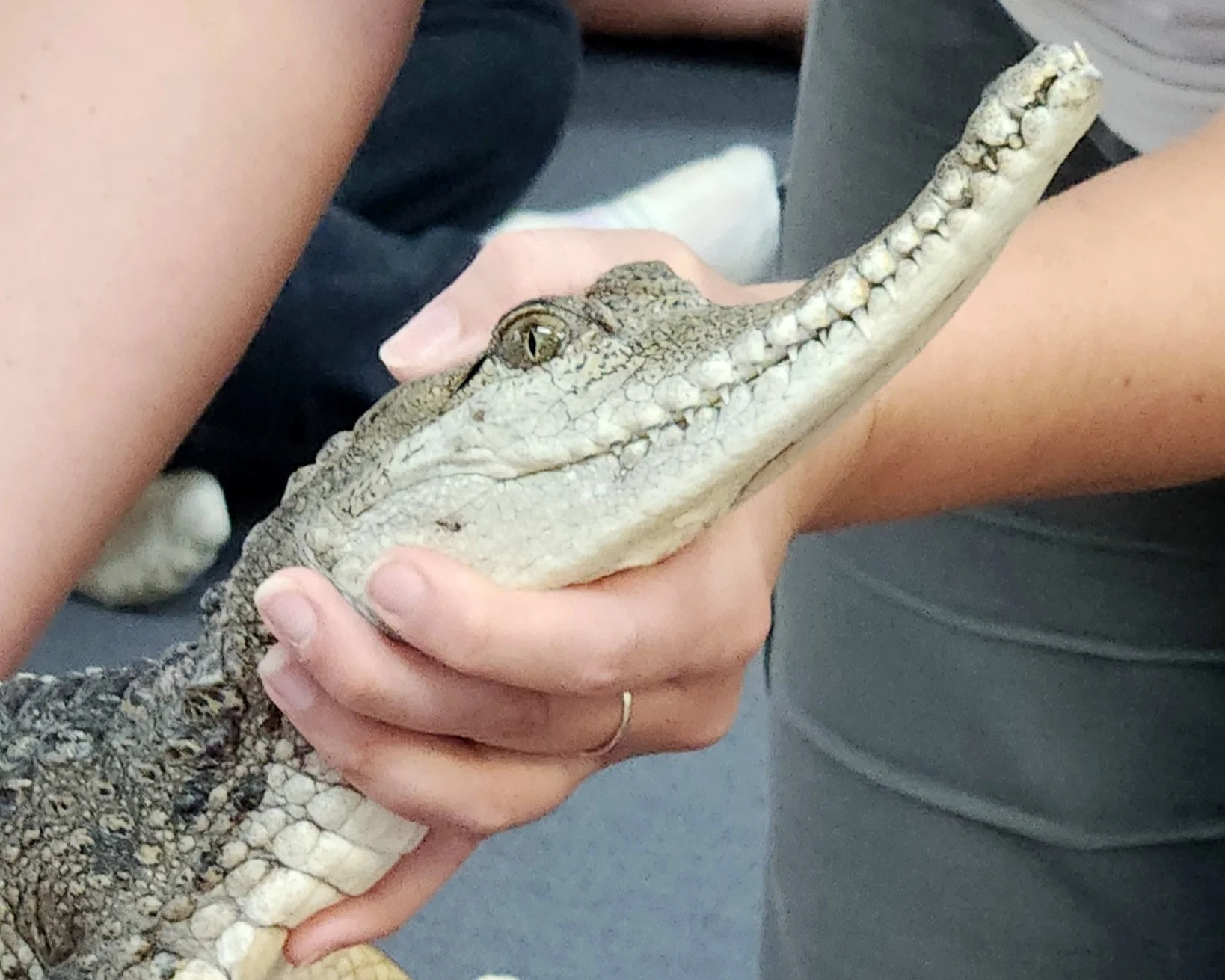 A close up of a crocodile being shown at a reptile show.