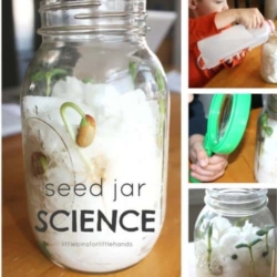 Image of seeds sprouting in a jar