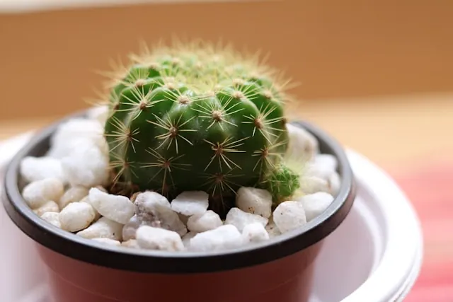A small cactus in in a pot with white stones around